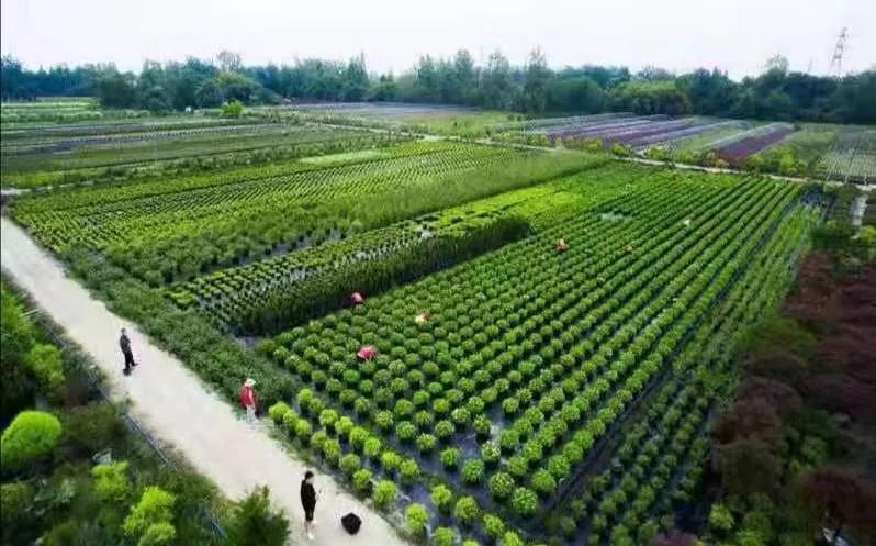 微信图片_20191202115102.jpg 为公园城市美好而生 | 陌上花开花境园艺邀您参观2020成都园林景观展(图9)